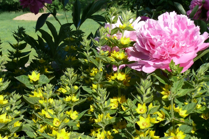 Blumenfreude am Pool