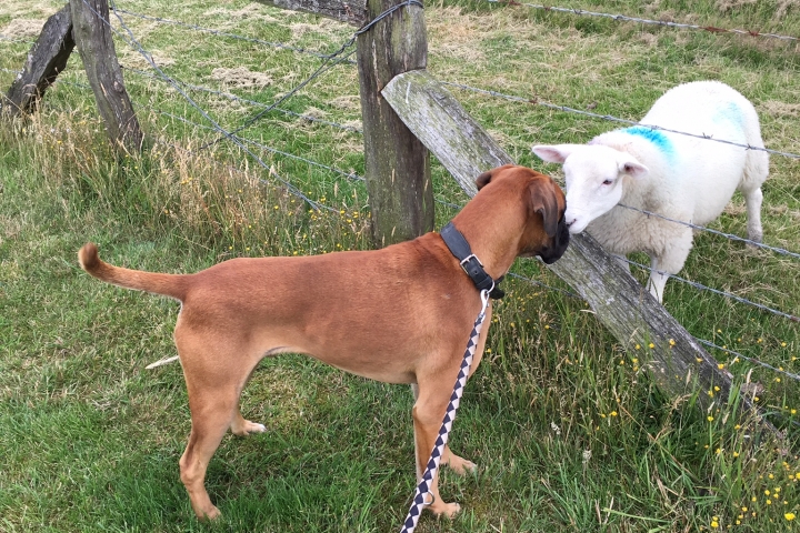 Unser Hofhund und unsere Deichbewohner 