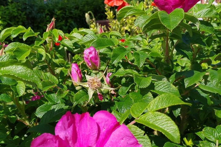 Rosa rugosa