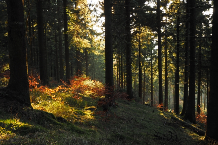 Sommerwald im Eggegebirge