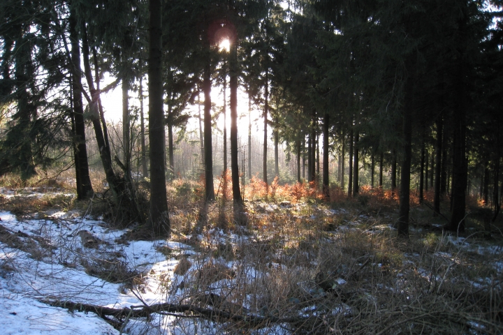 Winterwald im Eggegebirge