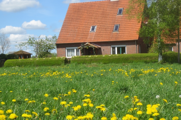 Löwenzahn erblüht auf der Weide 