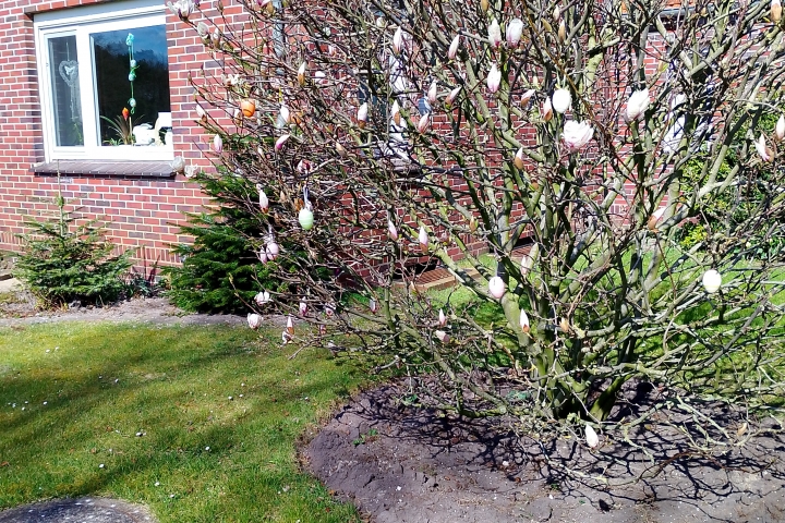 Magnolie blüht