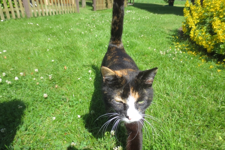 Unsere Hauskatze
