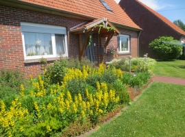 Blumen am Haus in voller Pracht