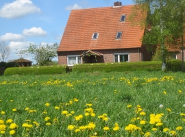 Löwenzahn erblüht auf der Weide 