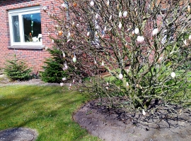 Magnolie blüht