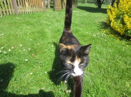 Unsere Hauskatze