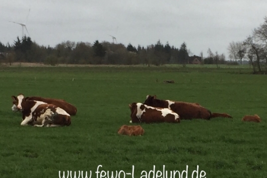 Ferienwohnungen Ferienhauser In Ladelund Mieten Fewo24