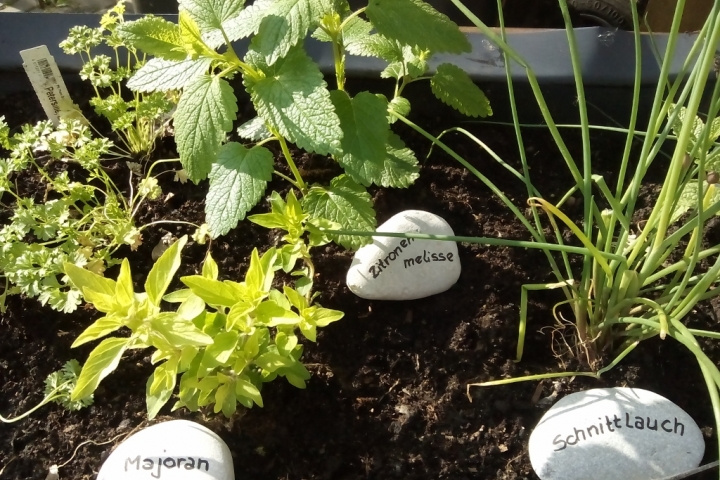 Kräuterbeet an der Grillecke