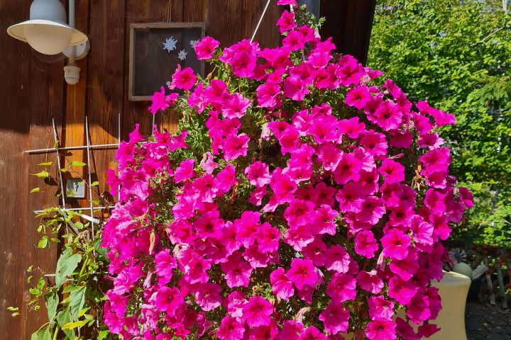 unser Garten