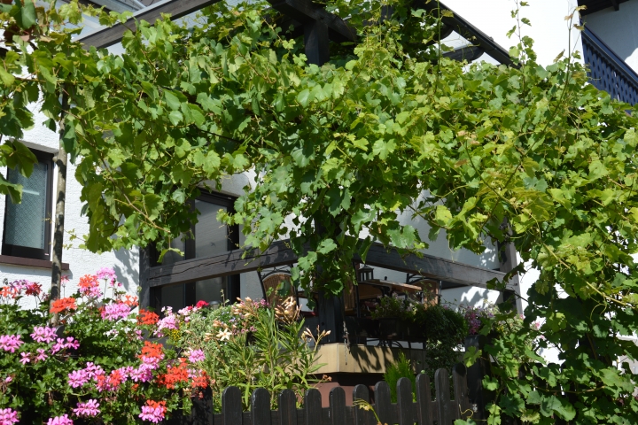 Ihre Terrasse umrahmt von Weinreben und Blumen