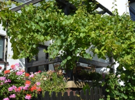 Ihre Terrasse umrahmt von Weinreben und Blumen