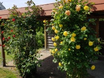 Foto 9