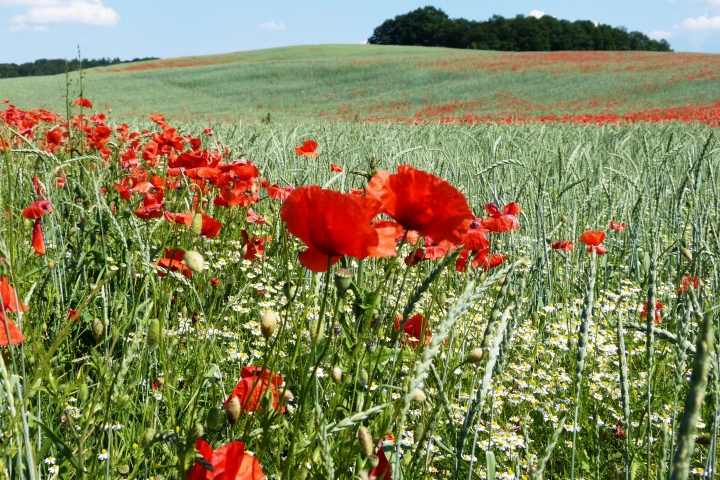 Mohnblüte im Oderland