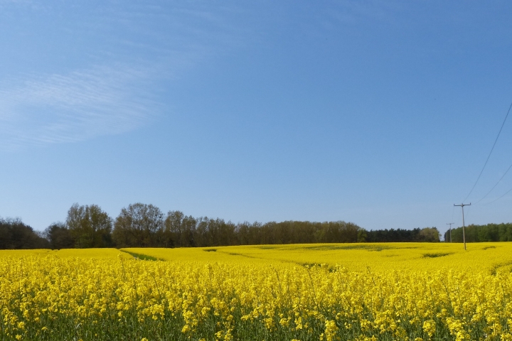 Blau und gelb. Sommer im Oderland.