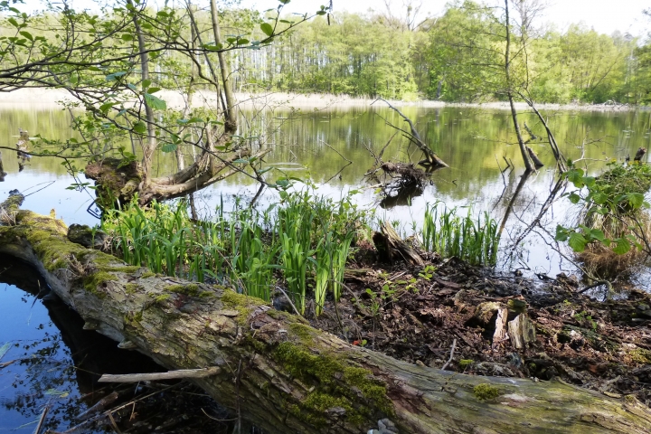 Am Großen Krebssee bei Hohenwutzen