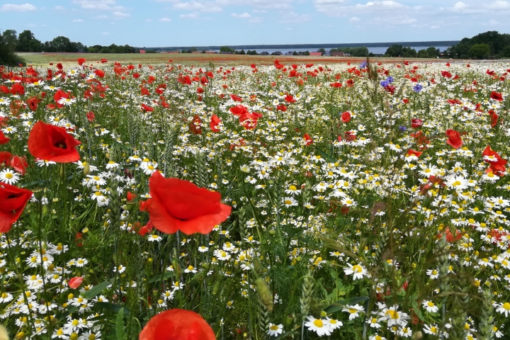 Mohnblüte im Juni