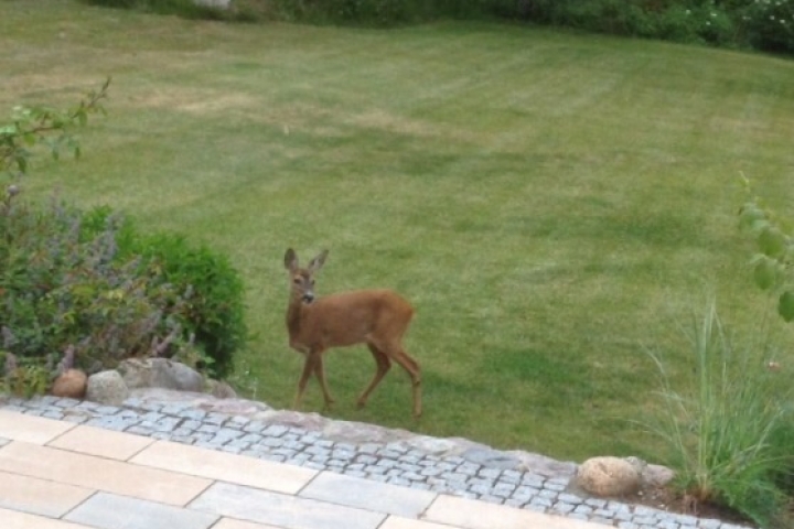 Ein Besucher am Morgen, direkt an der Terrasse