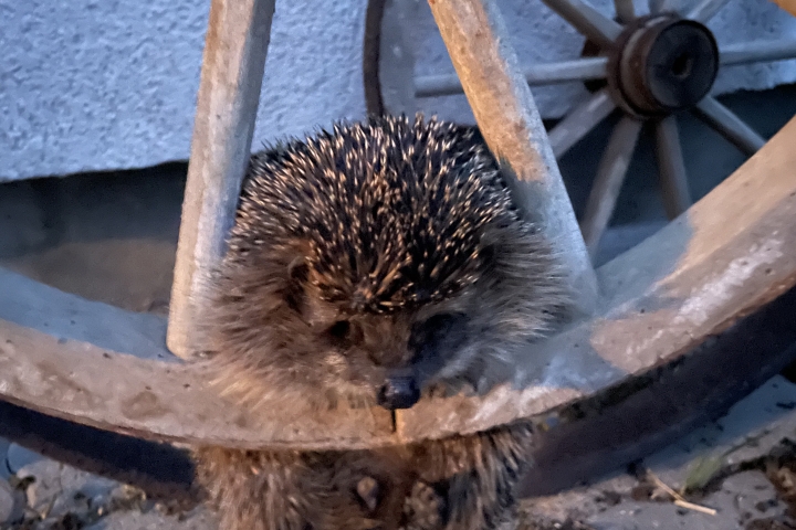 Besucher 