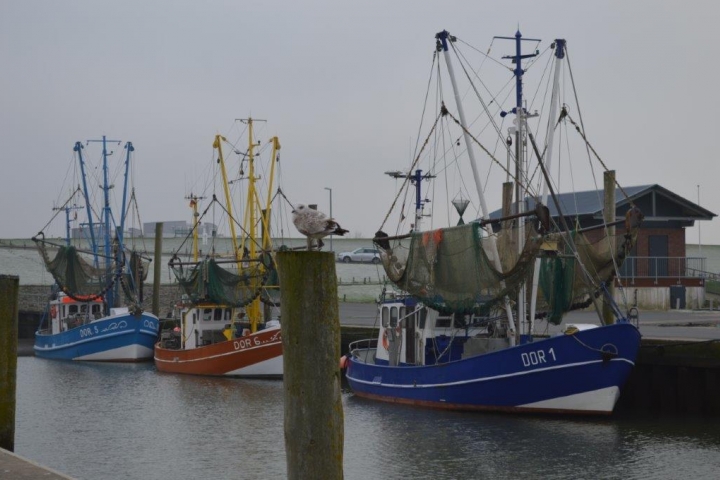 Kutterhafen