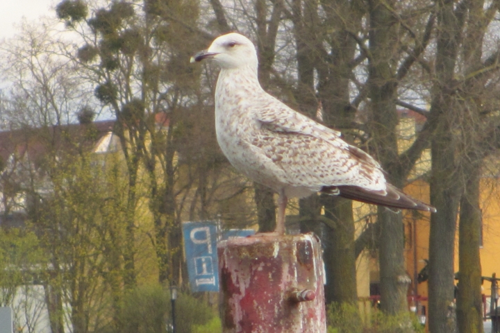 Silbermöwe