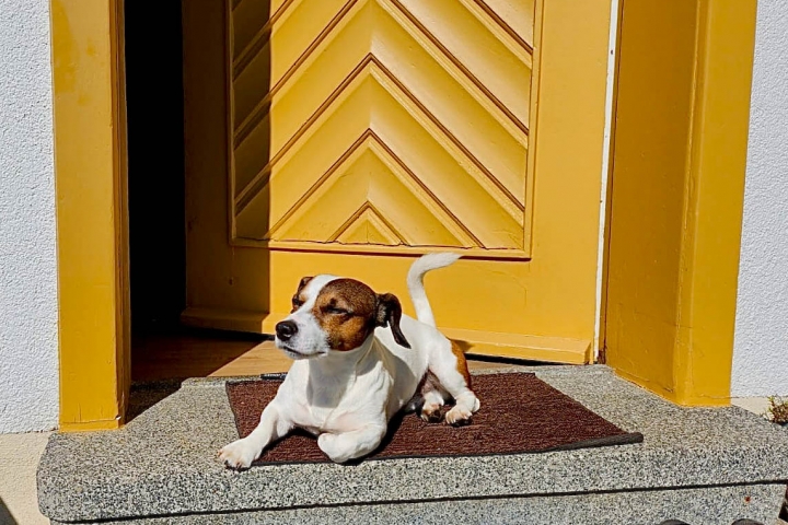 Hundefreundliche Unterkunft (komplett eingezäunt)