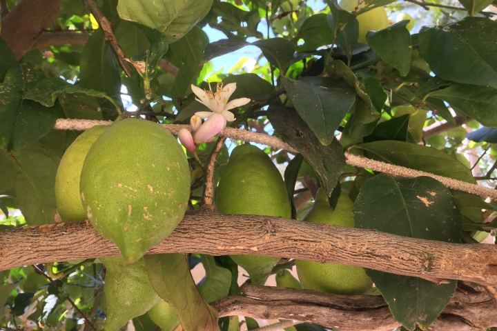 im Garten am Haus