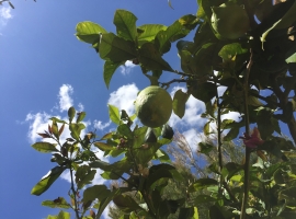 Foto 13