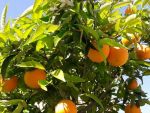 Unsere leckeren Orangen warten auf die Ernte