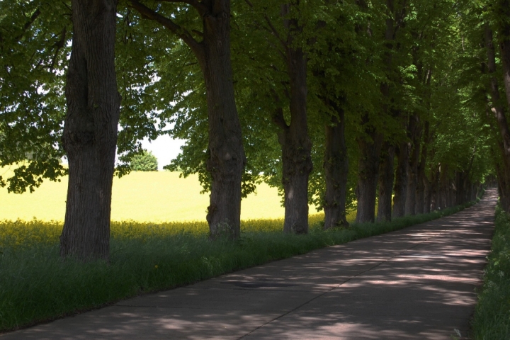 Lindenallee