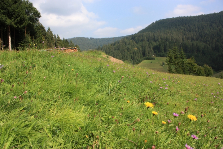 Bad Rippoldsau im Sommer