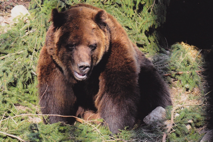 Bärenpark Bad Rippoldsau
