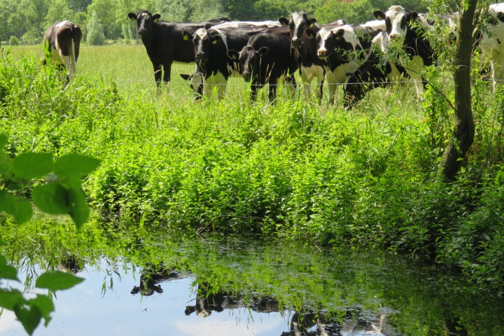 Jungrinder gucken neugierig und spiegeln sich in der Graft.