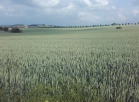 Foto 17
