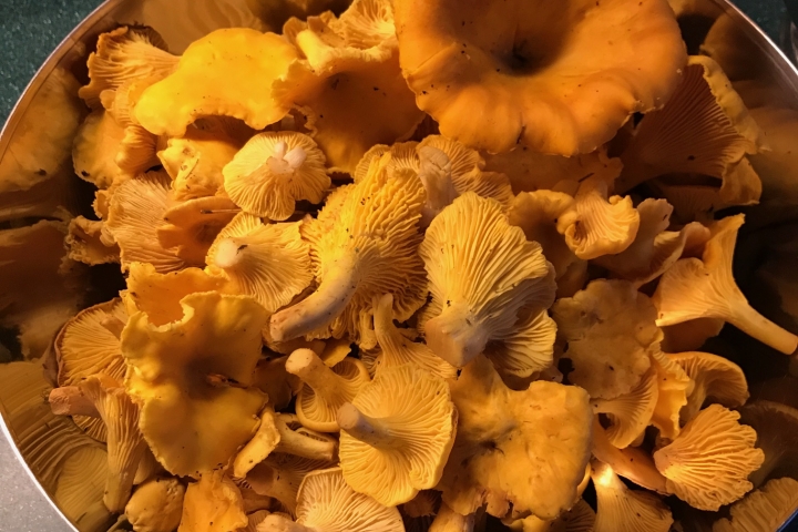 Der Herbst ist ein Muss für Pilzfreunde.