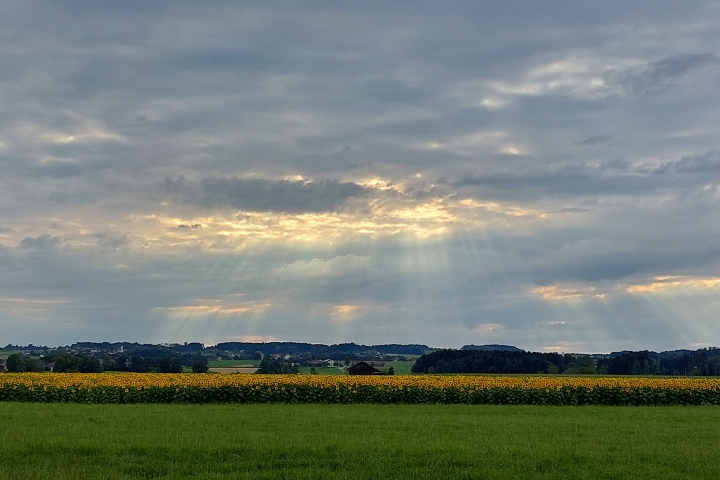 Sonnenblumenfeld