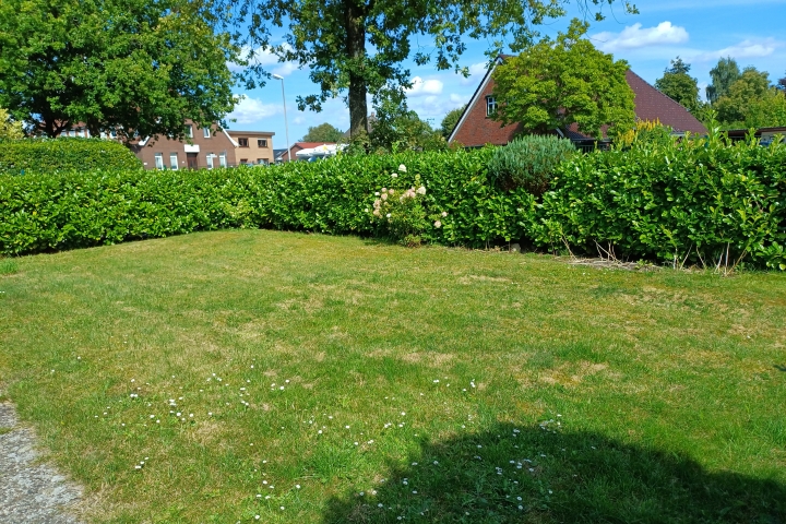 Innenseite vom Garten , hinter der Hecke ist ein Metalzaun . Das Grundstück ist komplett eingezäunt