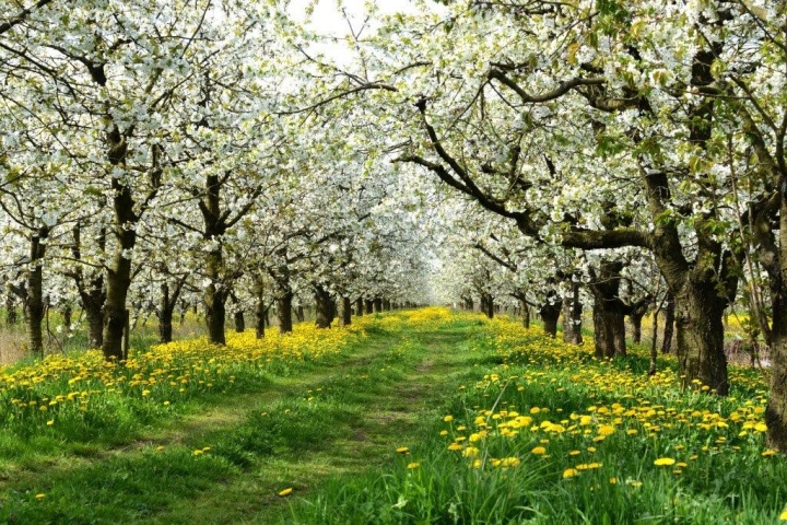 Kirschblüte