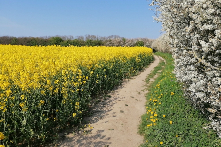 Rapsfeld am Küstenwanderweg