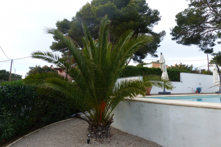 mediterrane Bepflanzung