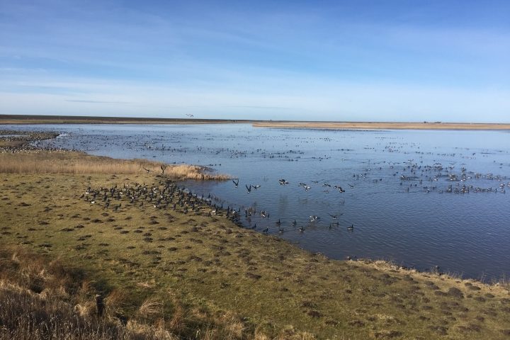 Vogelschutzgebiet in der Nähe