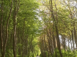 Strandweg nach Gollwitz