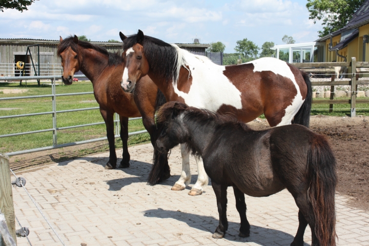 Unsere Ponys