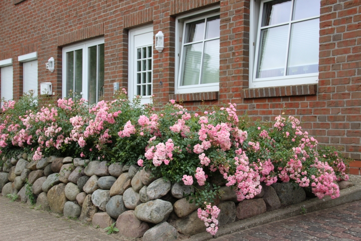 Friesenwall und Gartenrosen am Hauseingang. 