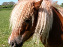 Eines unserer neugierigen Ponys