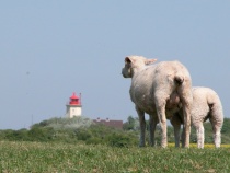 Deichschafe mit schöner Aussicht