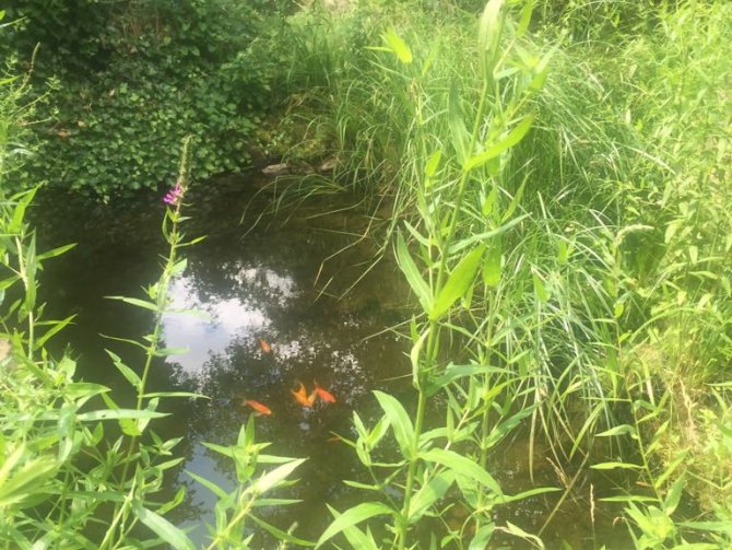 Garten mit Teich