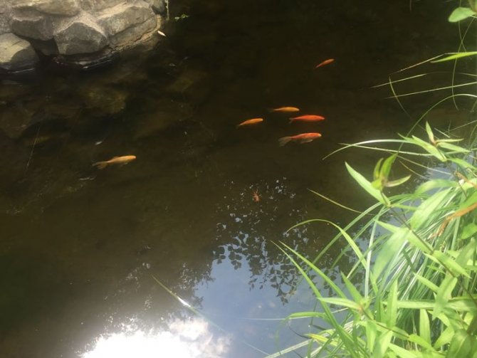 Fische im Teich