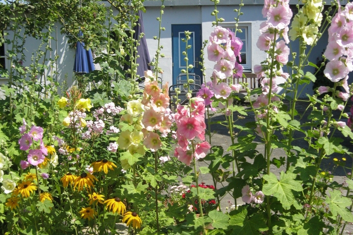Blumen im Garten1